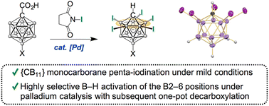 Graphical abstract: Regioselective B2–6 penta-iodination of the [CB11H12]− monocarborane cluster by palladium catalysis