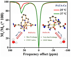 Graphical abstract: Study of paraCEST response on six-coordinated Co(ii) and Ni(ii) complexes of a pyridine-tetraamide-based ligand