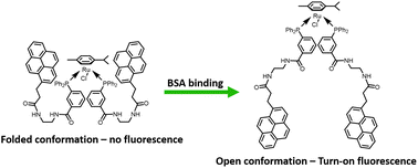 Graphical abstract: Turn-on fluorescence of ruthenium pyrene complexes in response to bovine serum albumin
