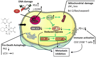 Graphical abstract: A series of ligustrazine platinum(iv) complexes with potent anti-proliferative and anti-metastatic properties that exert chemotherapeutic and immunotherapeutic effects