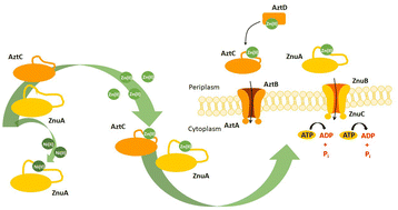 Graphical abstract: Metal coordination to solute binding proteins – exciting chemistry with potential biological meaning