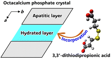 Graphical abstract: Formation of octacalcium phosphate with incorporated dicarboxylate ions containing disulfide bonds