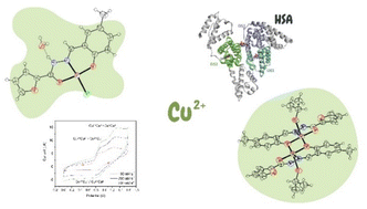 Graphical abstract: Copper(ii) complexes of a furan-containing aroylhydrazonic ligand: syntheses, structural studies, solution chemistry and interaction with HSA