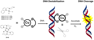 Graphical abstract: Novel Cu(ii) complexes as DNA-destabilizing agents and their DNA nuclease activity
