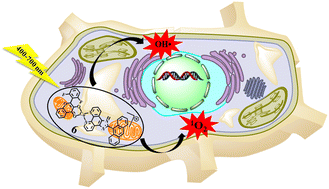 Graphical abstract: Cu(ii) flavonoids as potential photochemotherapeutic agents