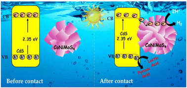 Graphical abstract: Positioning hydrogen reaction sites by constructing CdS/CoNiMoS4 heterojunctions for efficient photocatalytic hydrogen evolution