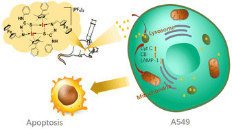 Graphical abstract: The anticancer application of half-sandwich iridium(iii) ferrocene-thiosemicarbazide Schiff base complexes