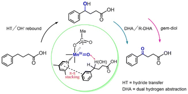 Graphical abstract: The elusive reaction mechanism of Mn(ii)-mediated benzylic oxidation of alkylarene by H2O2: a gem-diol mechanism or a dual hydrogen abstraction mechanism?