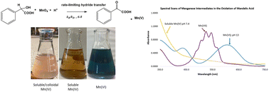 Graphical abstract: Pathways in permanganate oxidation of mandelic acid: reactivity and selectivity of intermediate manganese species