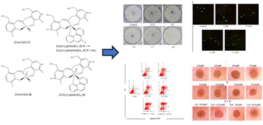 Graphical abstract: New copper(ii) and oxidovanadium(iv) complexes with a vitamin B6 Schiff base: mechanism of action and synergy studies on 2D and 3D human osteosarcoma cell models