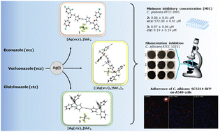 Graphical abstract: Silver(i) complexes containing antifungal azoles: significant improvement of the anti-Candida potential of the azole drug after its coordination to the silver(i) ion