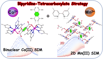 Graphical abstract: Binuclear cobalt(ii) and two-dimensional manganese(ii) coordination compounds self-assembled by mixed bipyridine-tetracarboxylic ligands with single-ion magnet properties