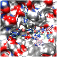 Graphical abstract: Synthesis of a tetranitrosyl iron complex with unique structure and properties as an inhibitor of phosphodiesterases