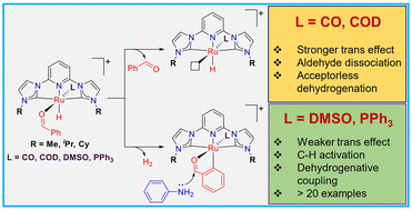 Graphical abstract: Role of ancillary ligands in selectivity towards acceptorless dehydrogenation versus dehydrogenative coupling of alcohols and amines catalyzed by cationic ruthenium(ii)–CNC pincer complexes