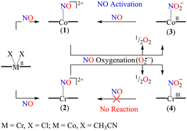 Graphical abstract: Mechanistic insights into nitric oxide oxygenation (NOO) reactions of {CrNO}5 and {CoNO}8