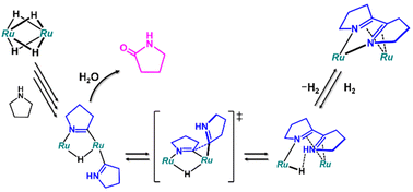 Graphical abstract: Synthesis of a diruthenium μ-η4-α-diimine complex via dehydrogenative coupling of cyclic amines and its role in dehydrogenative oxidation of pyrrolidine