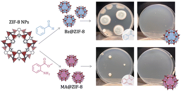 Graphical abstract: ZIF-8 encapsulation improves the antifungal activity of benzaldehyde and methyl anthranilate in films