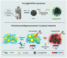 Graphical abstract: Size-dependent magnetomechanically enhanced photothermal antibacterial effect of Fe3O4@Au/PDA nanodurian