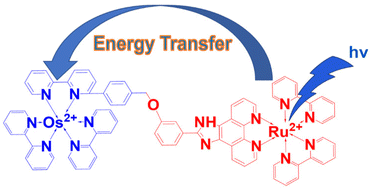 Graphical abstract: Energy transfer in metal-exchange binuclear complexes covalently linked by asymmetric ligands