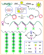Graphical abstract: A metal ion-coordinated DNA probe for sensitive fluorescence detection of metallothionein via a dual nucleic acid amplification strategy