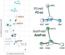 Graphical abstract: Beyond the coupled distortion model: structural analysis of the single domain cupredoxin AcoP, a green mononuclear copper centre with original features