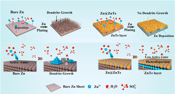 Graphical abstract: Surface modulation of zinc anodes by foveolate ZnTe nanoarrays for dendrite-free zinc ion batteries