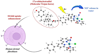 Graphical abstract: A Trojan horse approach for enhancing the cellular uptake of a ruthenium nitrosyl complex