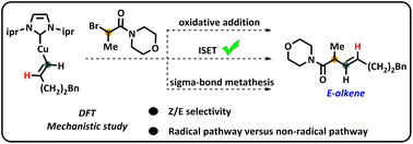 Graphical abstract: Theoretical study of copper hydride complexes catalyzing terminal alkyne hydroalkylation for C(sp2)–C(sp3) bond formation