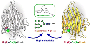 Graphical abstract: Selective interactions of Co2+–Ca2+–concanavalin A with high mannose N-glycans