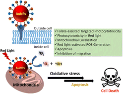 Graphical abstract: Folate-assisted targeted photocytotoxicity of red-light-activable iron(iii) complex co-functionalized gold nanoconjugates (Fe@FA-AuNPs) against HeLa and triple-negative MDA-MB-231 cancer cells