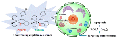 Graphical abstract: Mitochondria-targeted neutral and cationic iridium(iii) anticancer complexes chelating simple hybrid sp2-N/sp3-N donor ligands