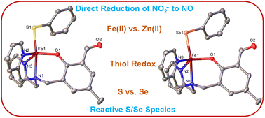 Graphical abstract: Reduction of nitrite to nitric oxide and generation of reactive chalcogen species by mononuclear Fe(ii) and Zn(ii) complexes of thiolate and selenolate