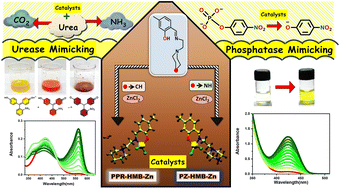 Graphical abstract: Comparative analysis of Zn(ii)-complexes as model metalloenzymes for mimicking Jack bean urease