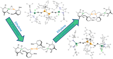 Graphical abstract: Multiple ethylene activation by heteroleptic L(Cl)Ga-substituted germylenes