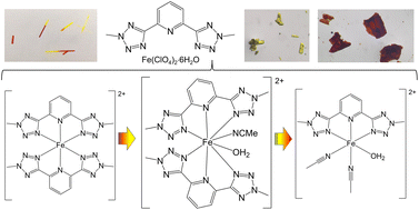 Graphical abstract: Trapping an unprecedented octacoordinated iron(ii) complex with neutral bis-tetrazolylpyridyl ligands and solvent molecules
