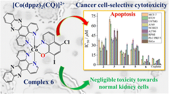 Graphical abstract: Synthesis, characterization, and cancer cell-selective cytotoxicity of mixed-ligand cobalt(iii) complexes of 8-hydroxyquinolines and phenanthroline bases
