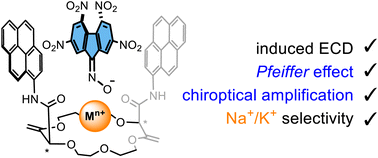 Graphical abstract: Pfeiffer effect on configurationally labile dyes within ternary complexes with metal ions and enantiopure macrocycles