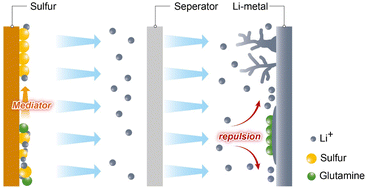 Graphical abstract: Cationic charge effect of glutamine repulsion adsorbate on Li metal surfaces for highly stable lithium–sulfur batteries