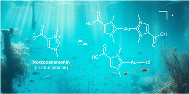 Graphical abstract: Synthesis of N-heterocyclic carbene gold(i) complexes from the marine betaine 1,3-dimethylimidazolium-4-carboxylate