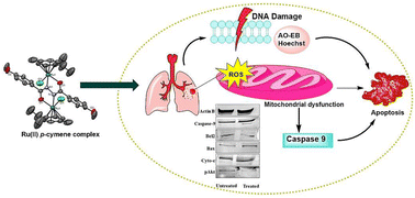 Graphical abstract: Exploring the cytotoxicity of dinuclear Ru(ii) p-cymene complexes appended N,N′-bis(4-substituted benzoyl)hydrazines: insights into the mechanism of apoptotic cell death