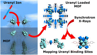 Graphical abstract: Uranyl uptake into metal–organic frameworks: a detailed X-ray structural analysis