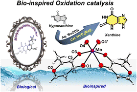 Graphical abstract: Molybdenum-maltolate as a molybdopterin mimic for bioinspired oxidation reaction