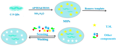 Graphical abstract: N–C QDs coated with a molecularly imprinted polymer as a fluorescent probe for detection of penicillin