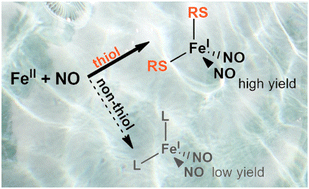 Graphical abstract: Insight into the relevance of dinitrosyl iron complex (DNIC) formation in the absence of thiols in aqueous media