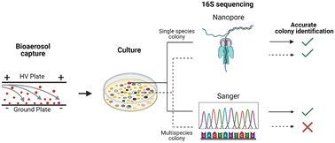Graphical abstract: Application of nanopore sequencing for accurate identification of bioaerosol-derived bacterial colonies