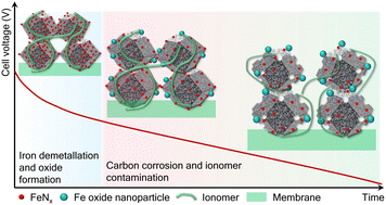 Graphical abstract: Operando deconvolution of the degradation mechanisms of iron–nitrogen–carbon catalysts in proton exchange membrane fuel cells