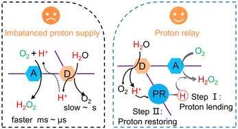 Graphical abstract: Proton reservoirs in polymer photocatalysts for superior H2O2 photosynthesis