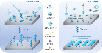 Graphical abstract: An artificial bridge between the anode and the anolyte enabled by an organic ligand for sustainable zinc-based flow batteries