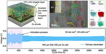 Graphical abstract: A robust gradient solid electrolyte interphase enables fast Zn dissolution and deposition dynamics