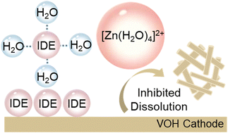 Graphical abstract: Mitigating cathodic dissolution through interfacial water masking to enhance the longevity of aqueous zinc–ion batteries